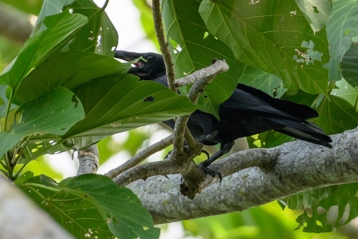 Long-billed Crow - ML616917572