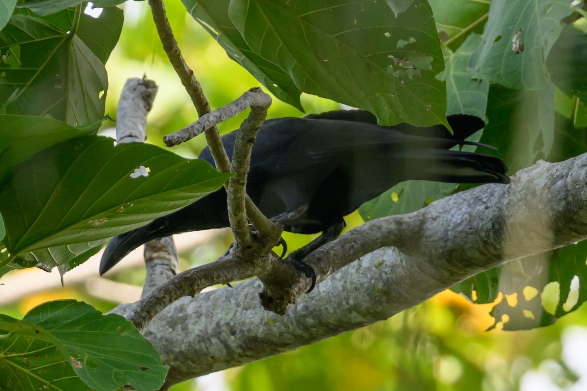 Long-billed Crow - ML616917573