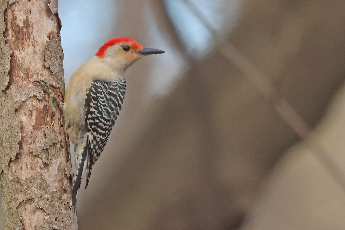 Red-bellied Woodpecker - ML616917585