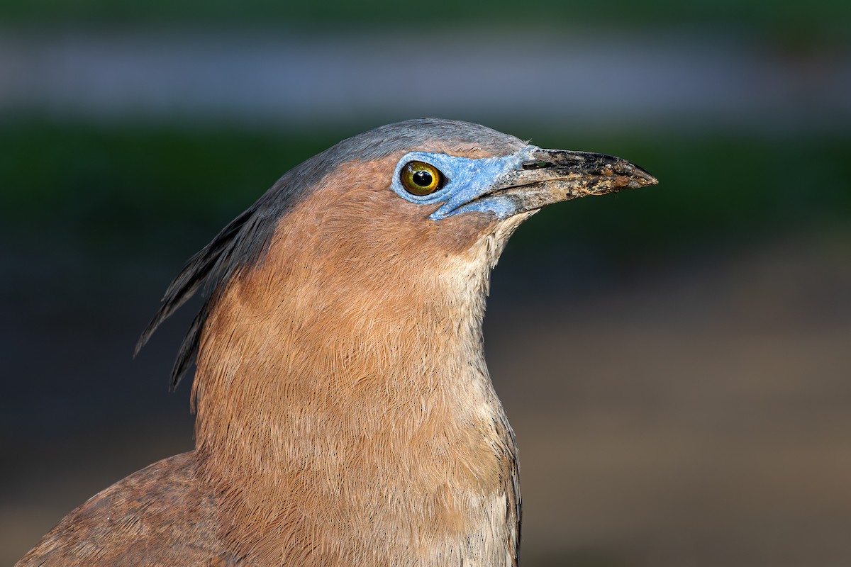 Malayan Night Heron - André  Zambolli