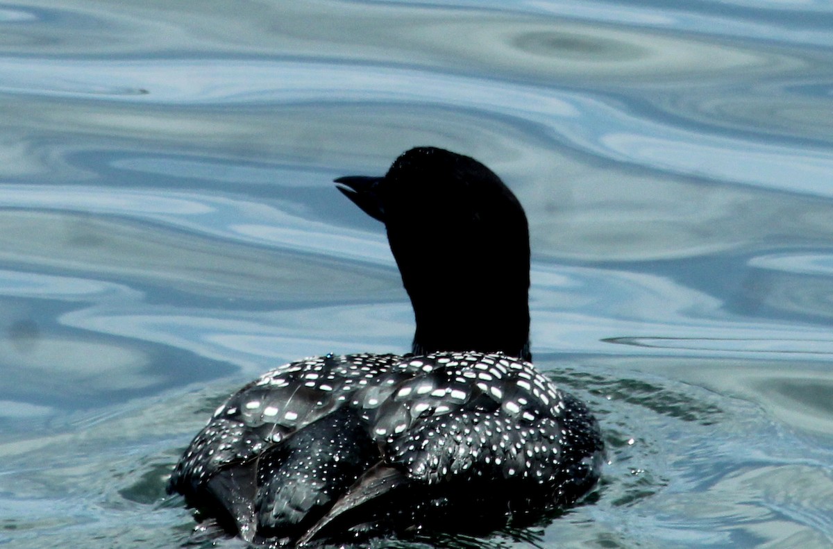 Common Loon - ML616917677