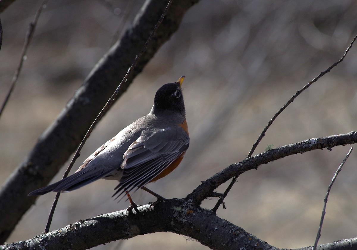 American Robin - Marie-Eve Lavoie