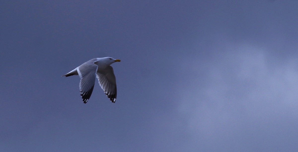 Gaviota Argéntea - ML616917709