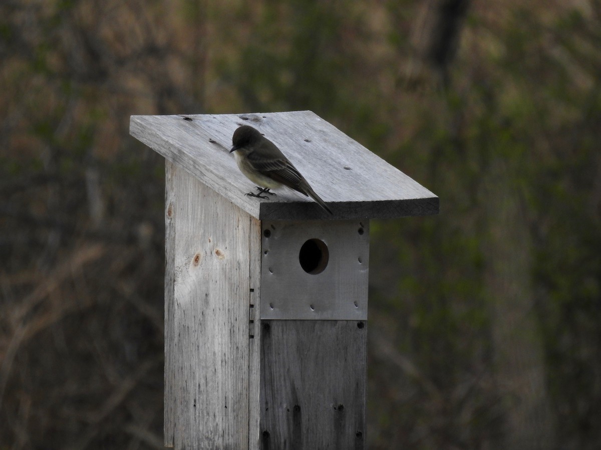 Eastern Phoebe - ML616917728