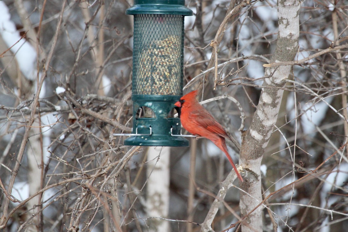 Northern Cardinal - ML616917744