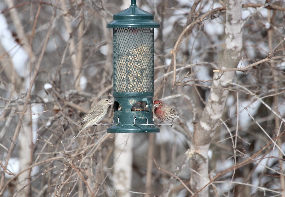 House Finch - ML616917748