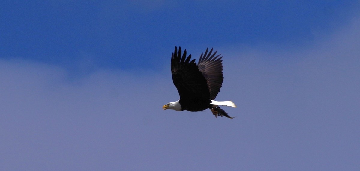 Bald Eagle - ML616917763