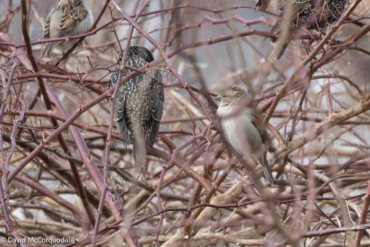 House Sparrow - ML616917820