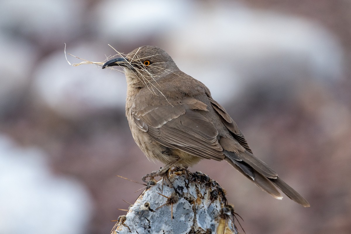 Curve-billed Thrasher - Joe Mahaffey