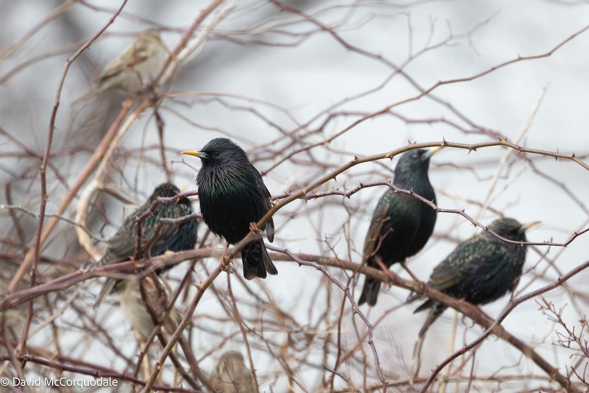 European Starling - ML616917830