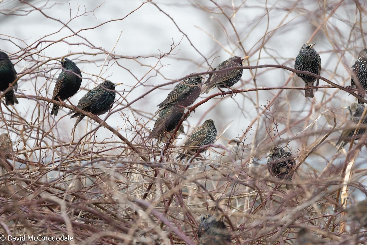 European Starling - David McCorquodale