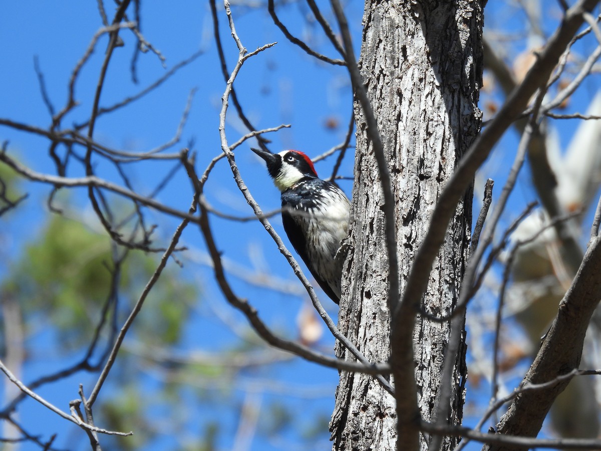 Acorn Woodpecker - ML616917841