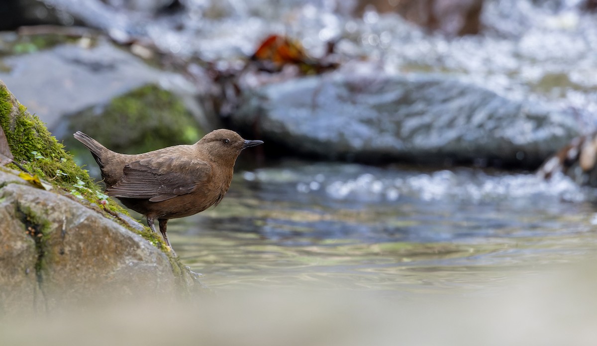 Brown Dipper - ML616917872