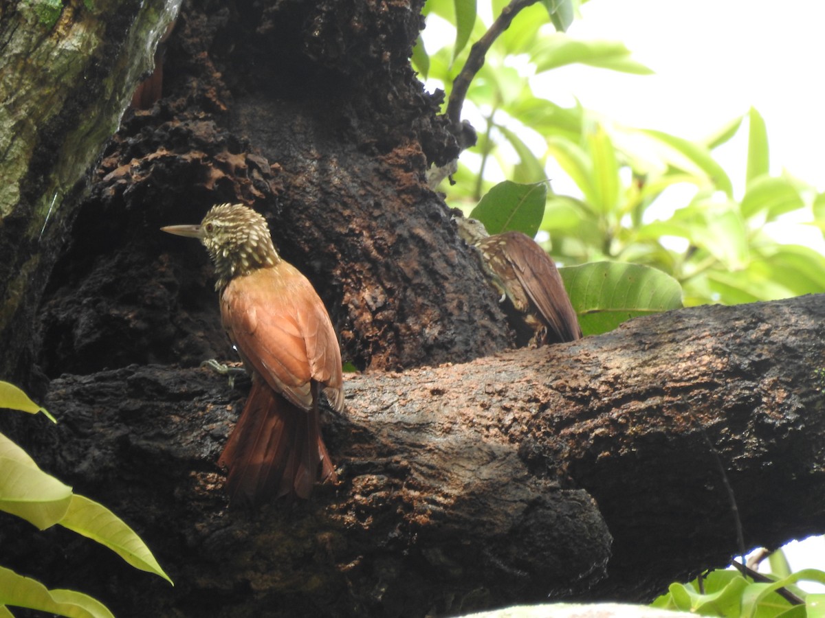 Straight-billed Woodcreeper - ML616917874