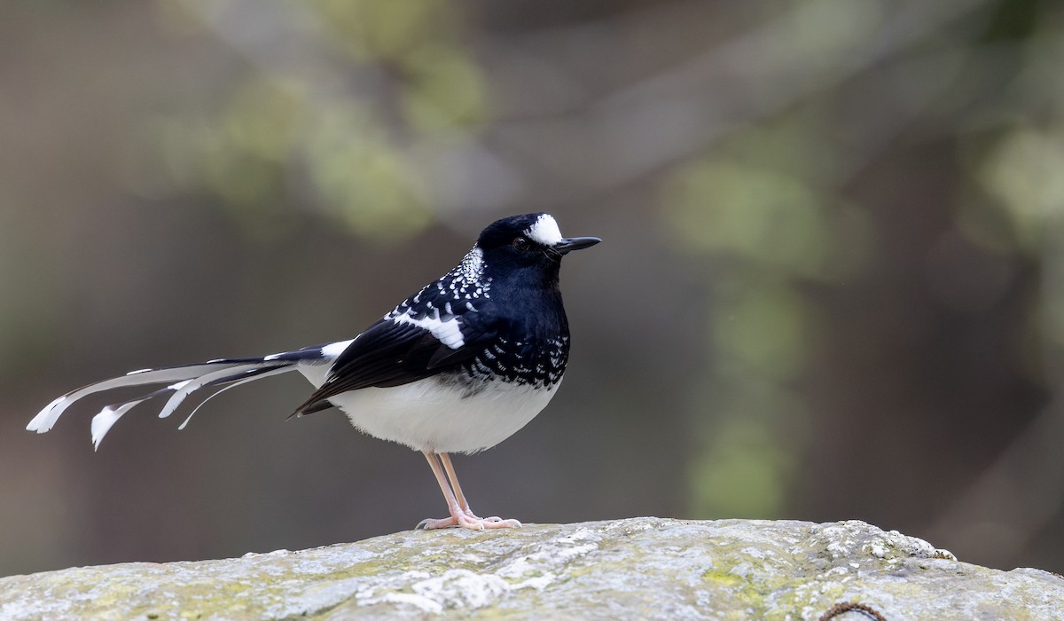 Spotted Forktail - Ian Davies