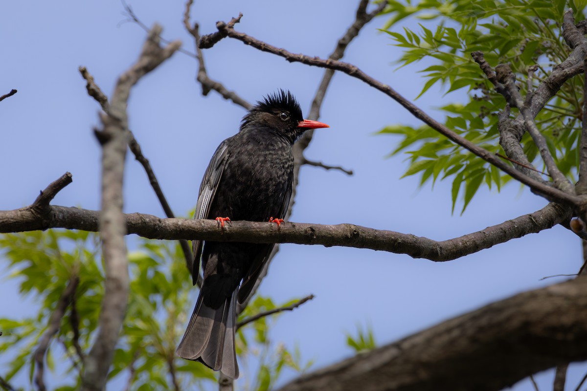 Black Bulbul (Gray-winged) - ML616917964