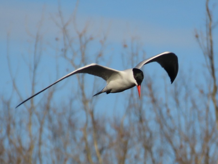 Caspian Tern - ML616917994