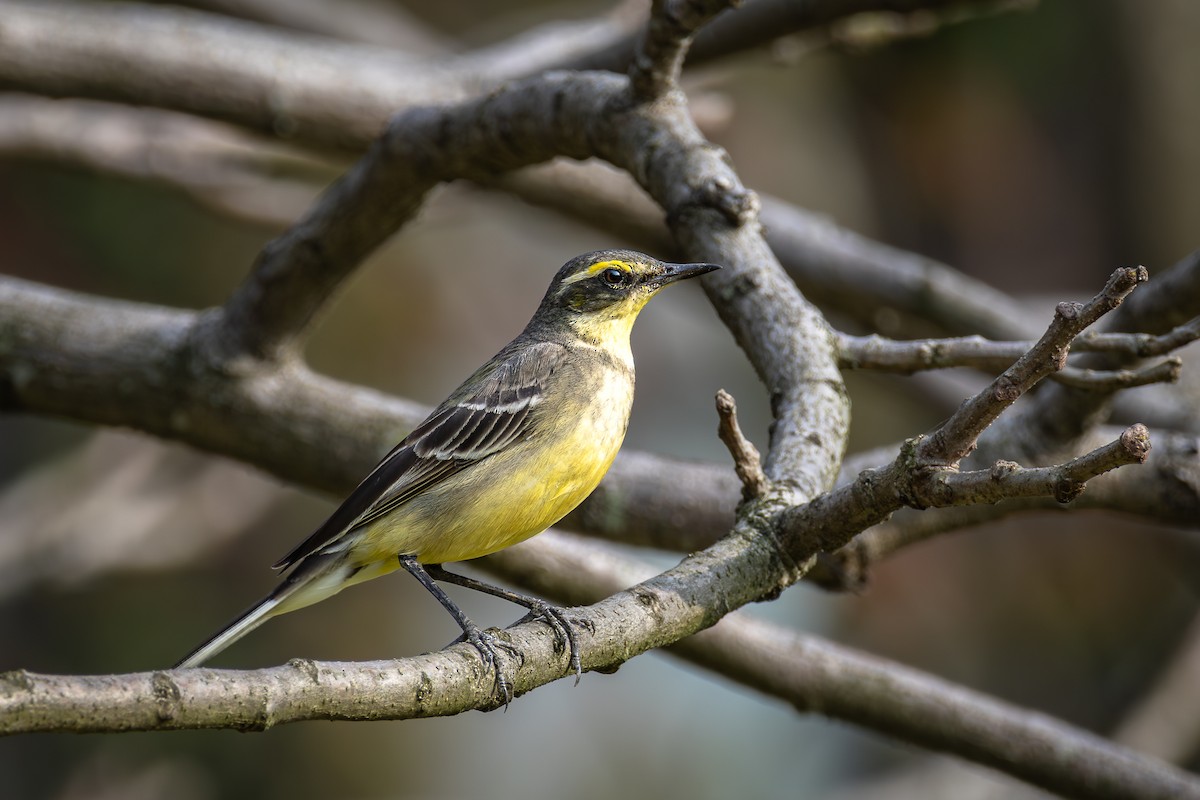 Eastern Yellow Wagtail - ML616917997