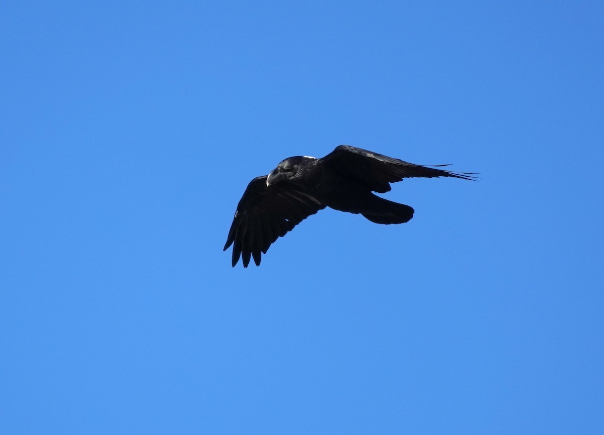 White-necked Raven - Sarah Foote