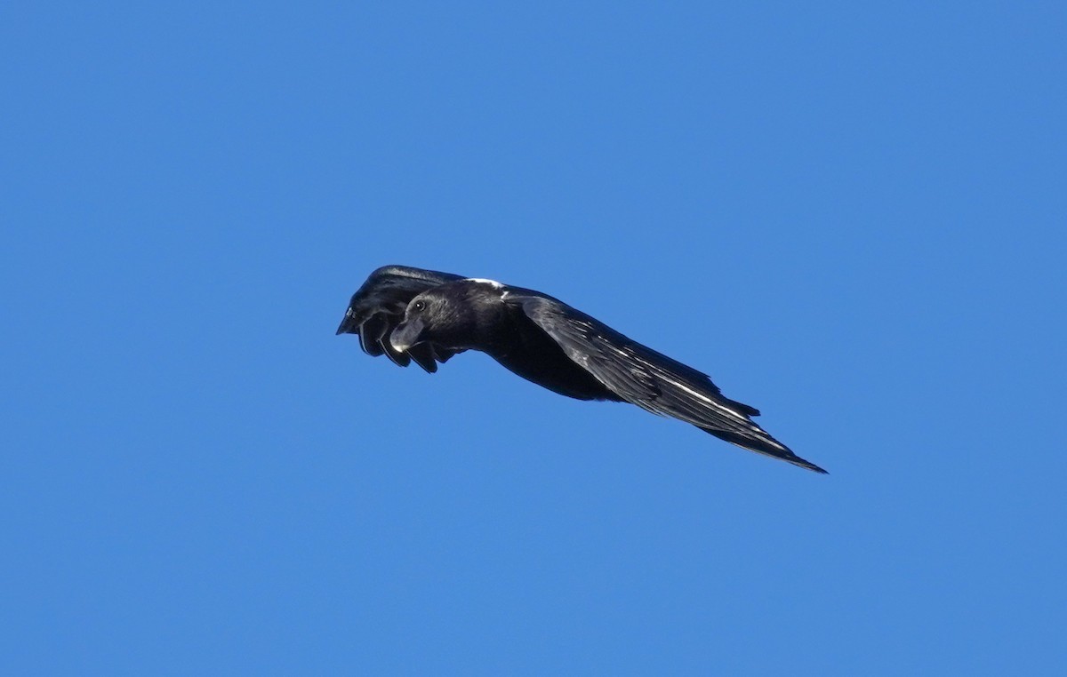 White-necked Raven - Sarah Foote