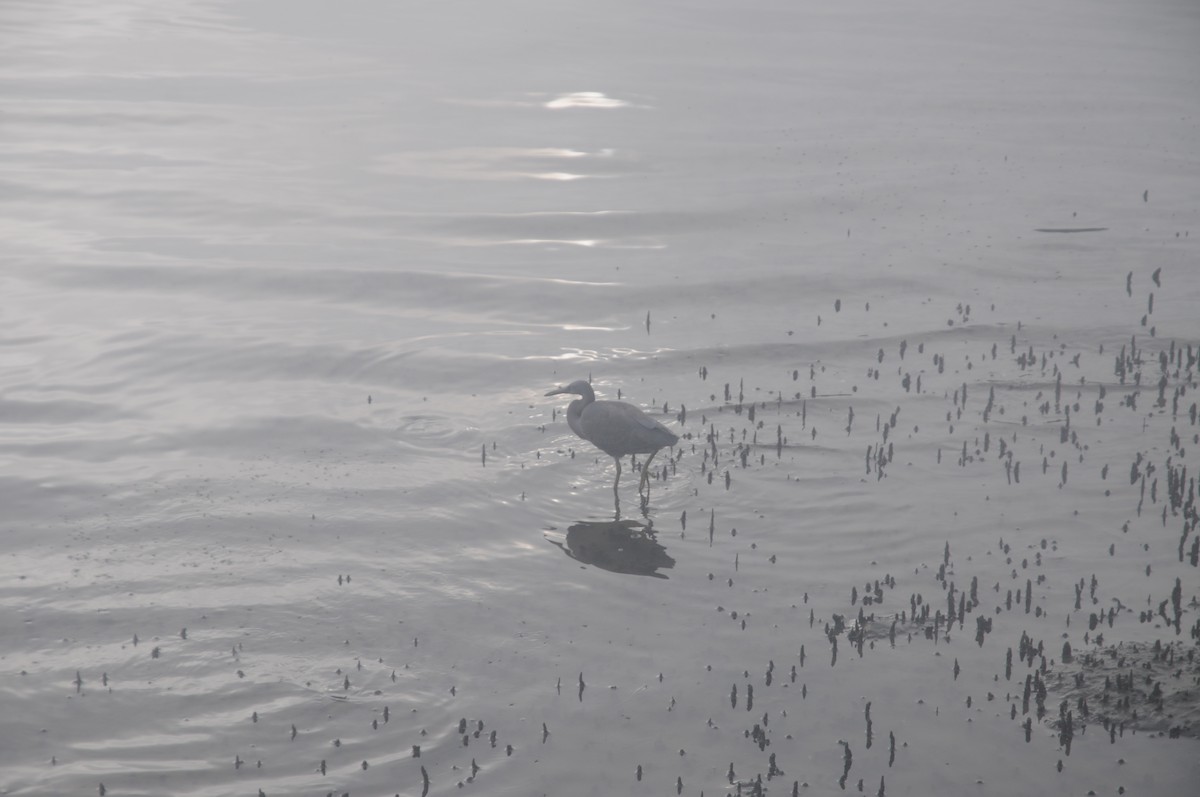 Pacific Reef-Heron - ML616918028