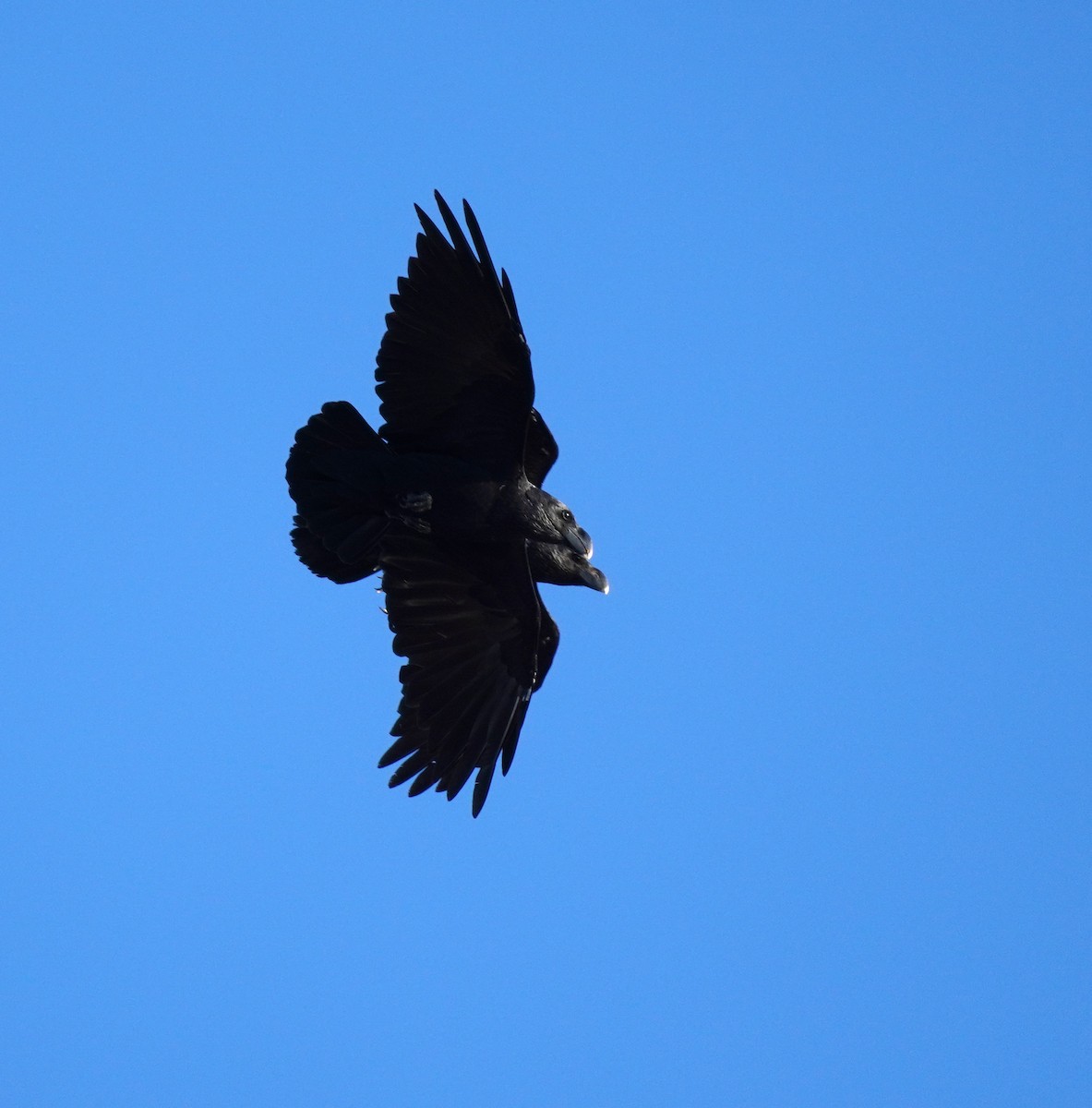 White-necked Raven - Sarah Foote