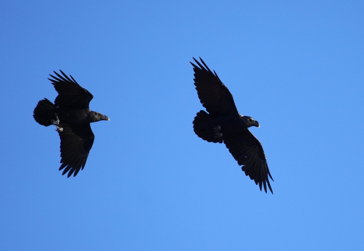 White-necked Raven - Sarah Foote