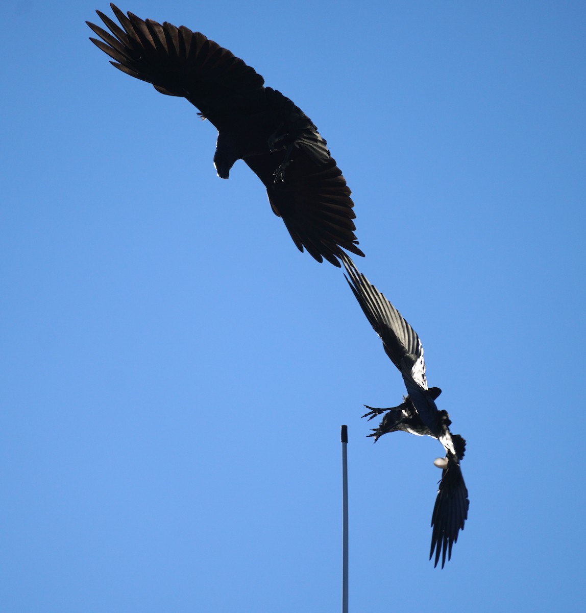 White-necked Raven - Sarah Foote