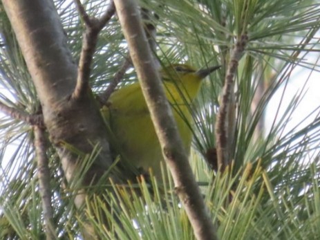 Pine Warbler - ML616918073