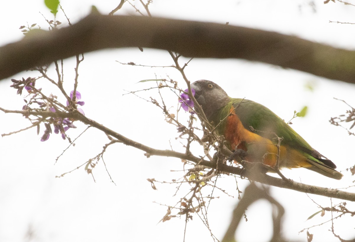 ネズミガシラハネナガインコ - ML616918116