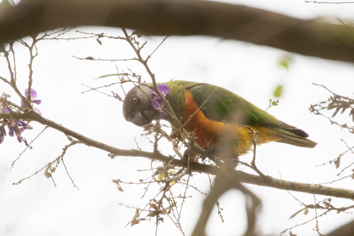 Senegal Parrot - Jeanne Verhulst