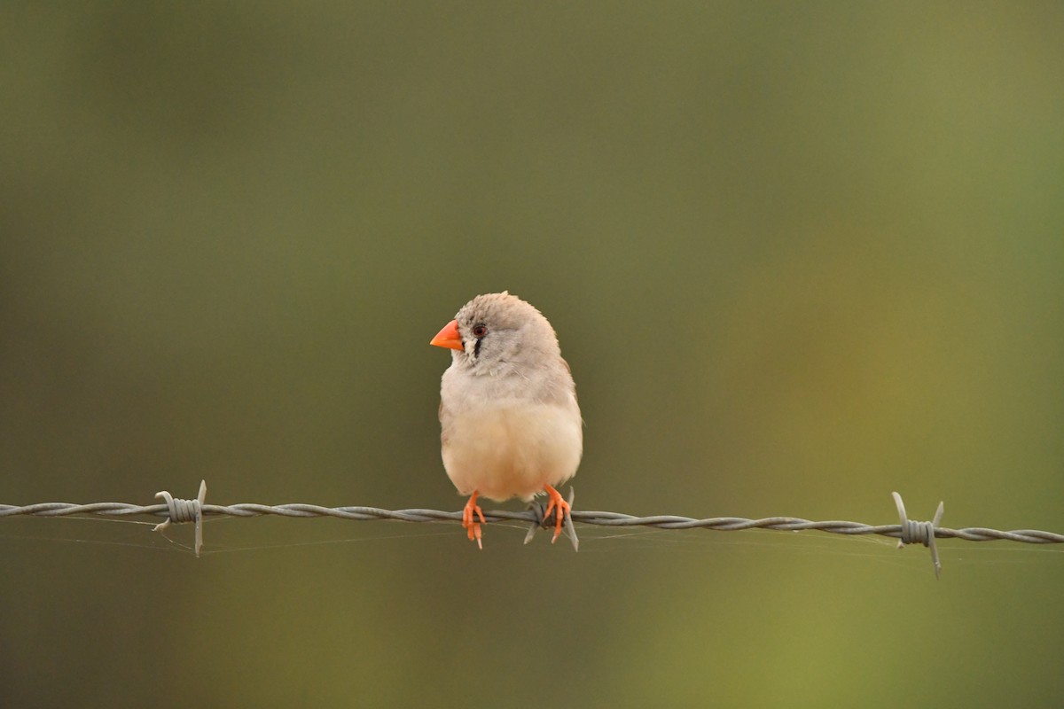 Zebra Finch - ML616918122