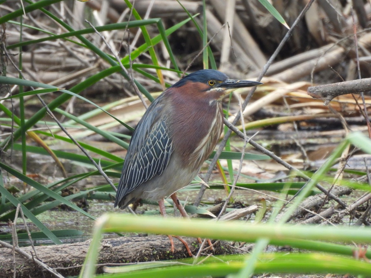 Green Heron - ML616918142