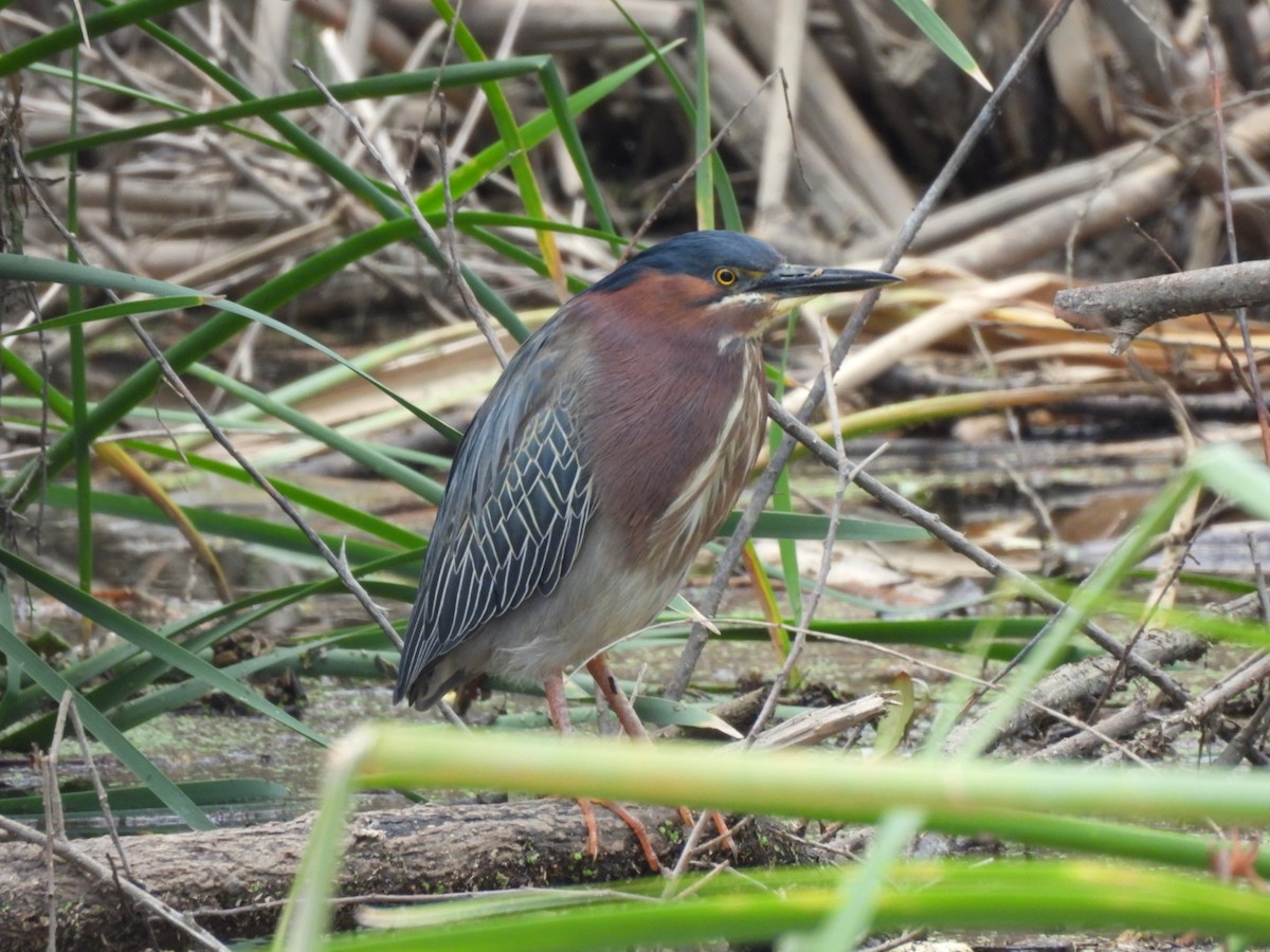 Green Heron - ML616918143