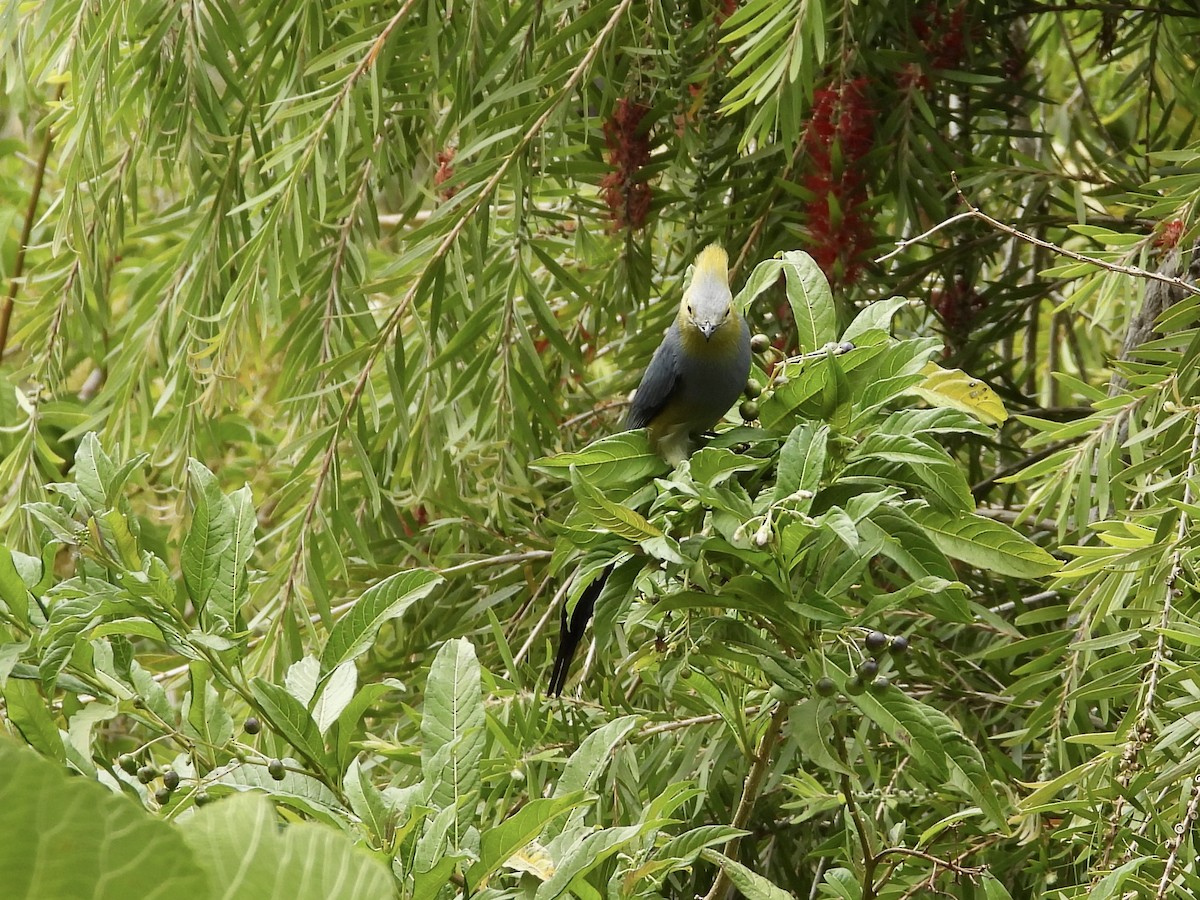 Long-tailed Silky-flycatcher - ML616918178