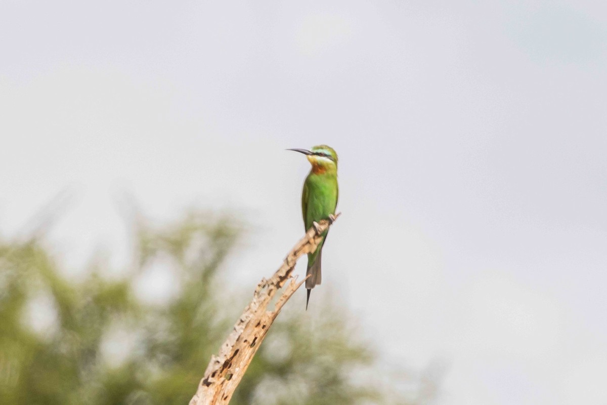 Blue-cheeked Bee-eater - ML616918220