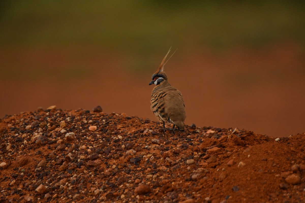 Spinifex Pigeon - ML616918224