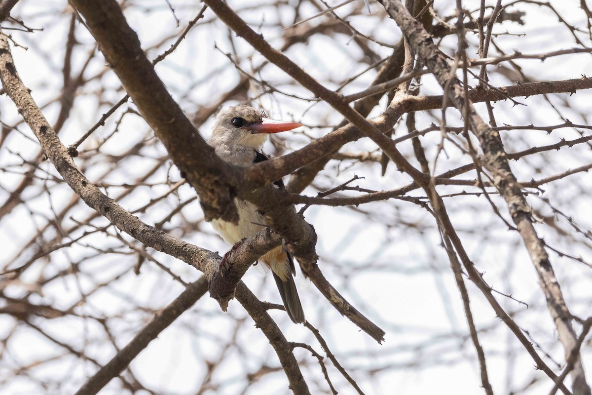 Brown-hooded Kingfisher - ML616918230