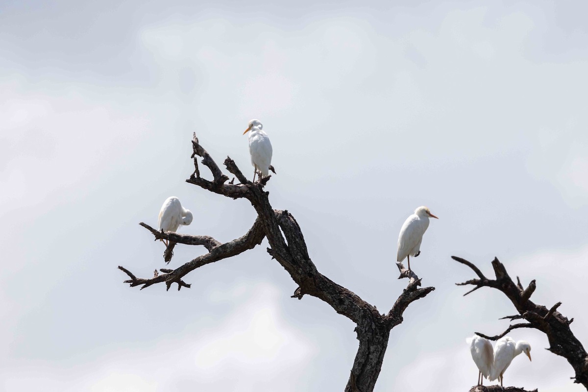 Western Cattle Egret - ML616918234