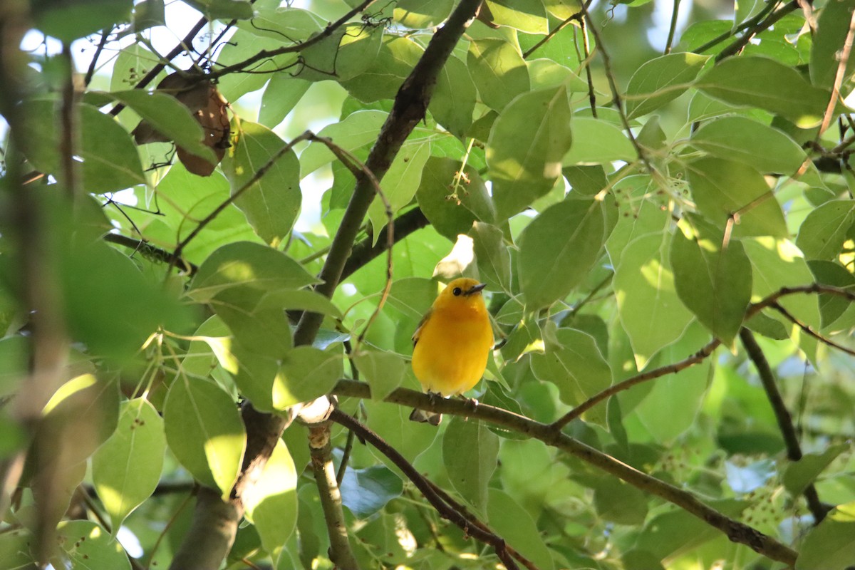 Prothonotary Warbler - ML616918238