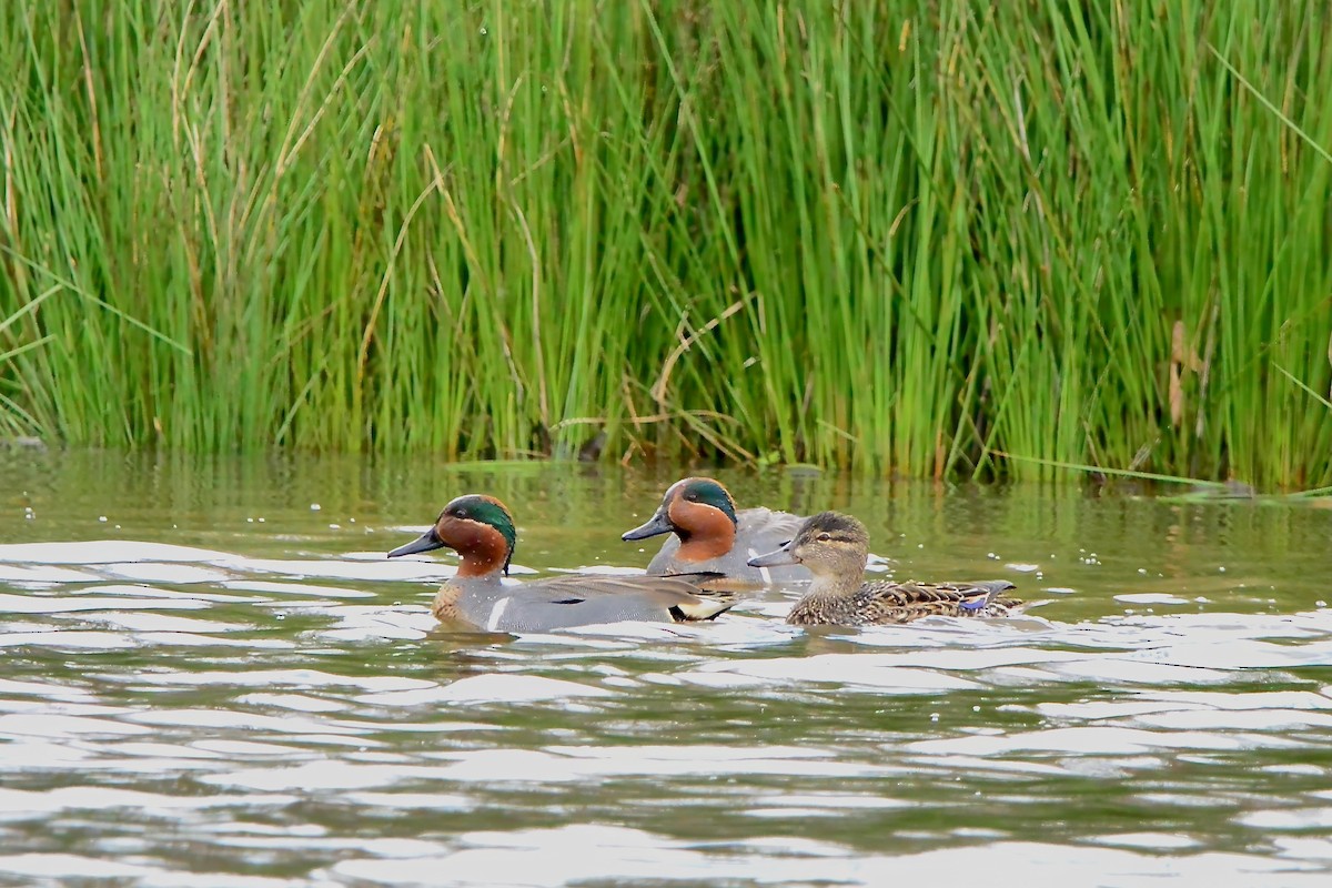 Green-winged Teal - ML616918239
