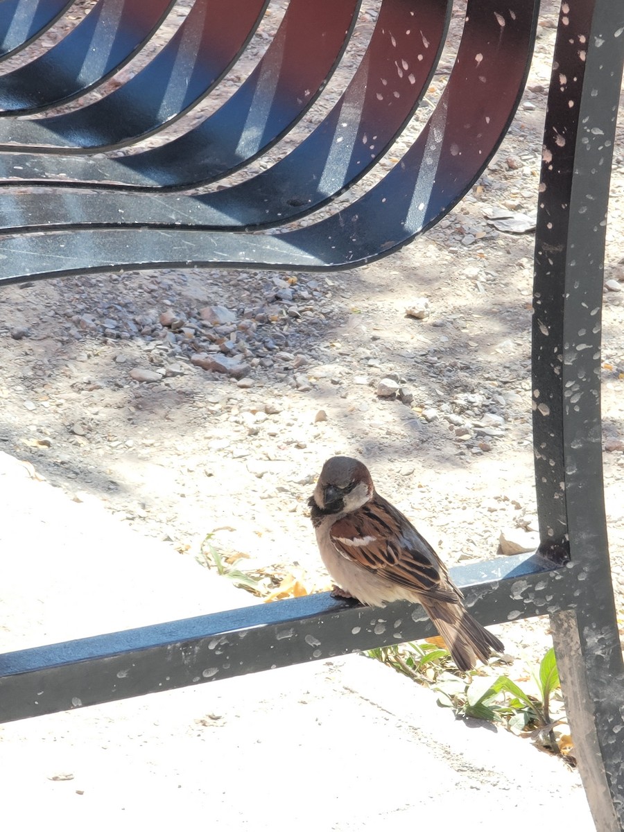 vrabec domácí - ML616918289