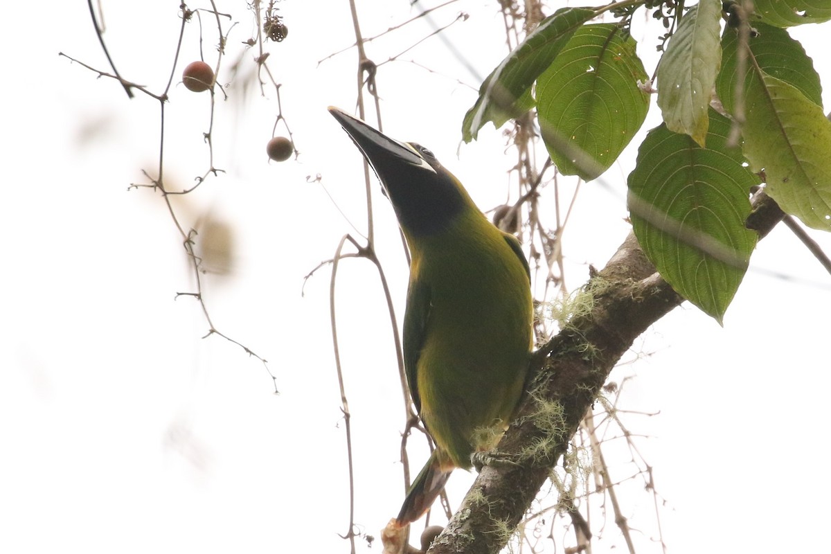 Northern Emerald-Toucanet - John and Milena Beer