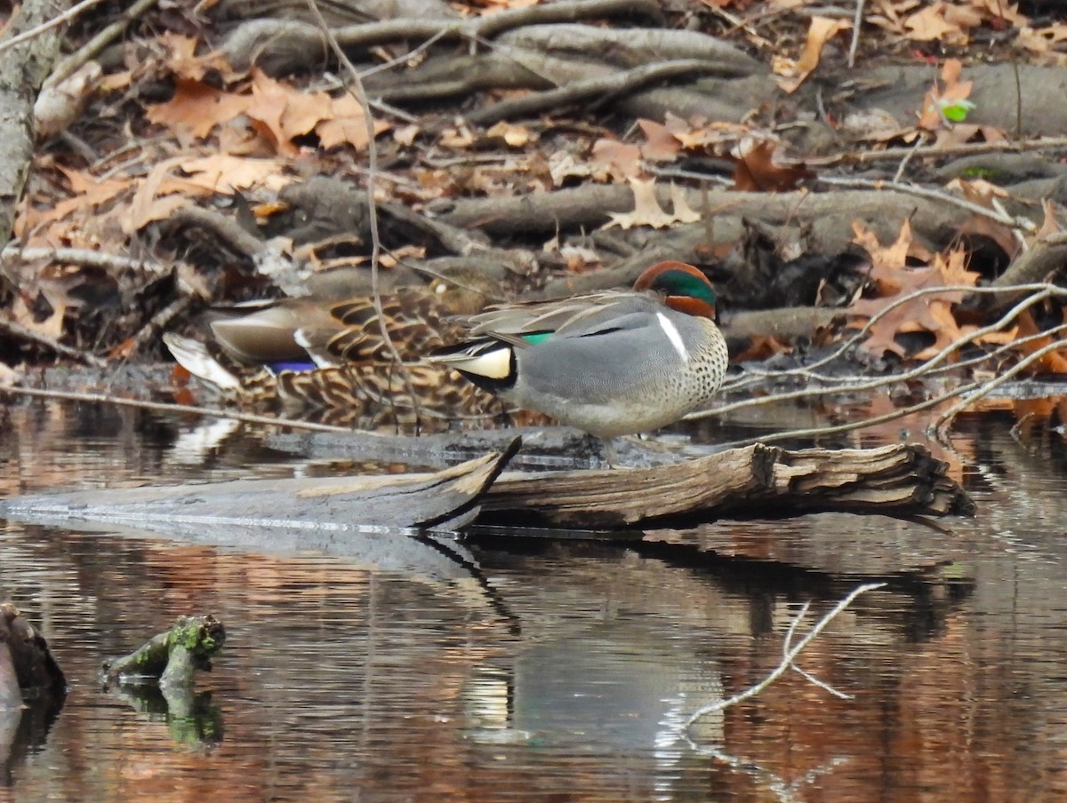 Green-winged Teal - ML616918329