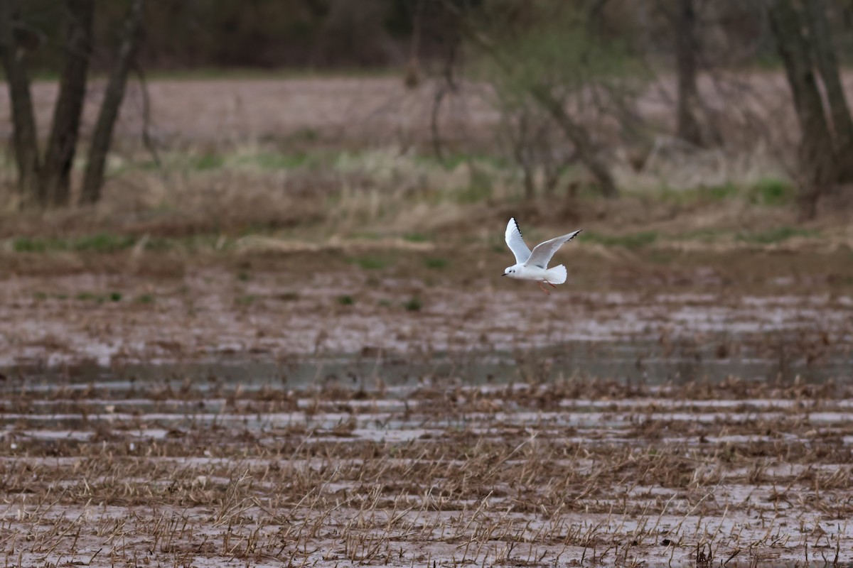 Bonaparte's Gull - ML616918337