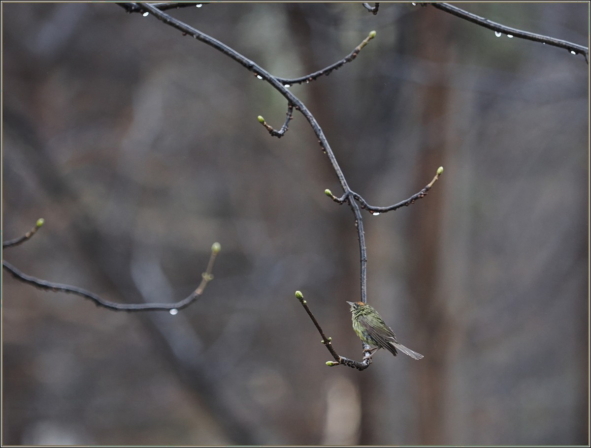 Orange-crowned Warbler - Newfoundland & Labrador Bird Records