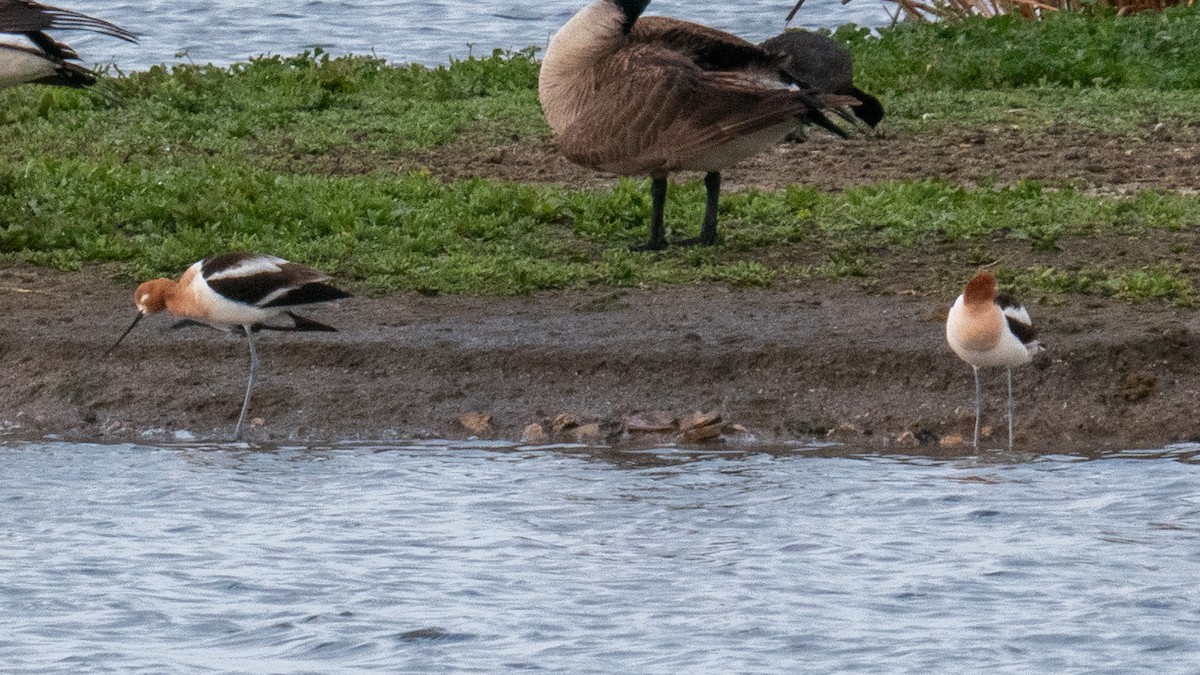 American Avocet - ML616918454