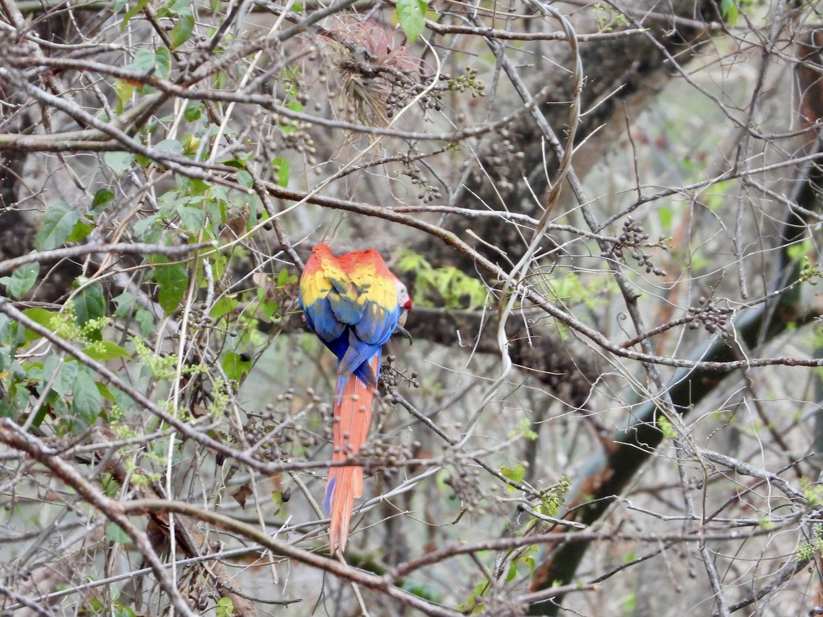 Scarlet Macaw - Elizabeth Irwin