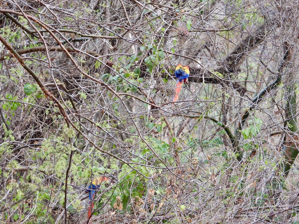 Scarlet Macaw - Elizabeth Irwin