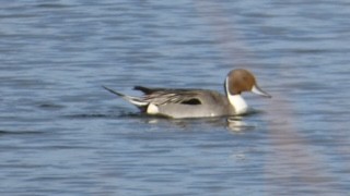 Northern Pintail - ML616918514